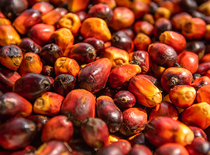 Palm Fruit
